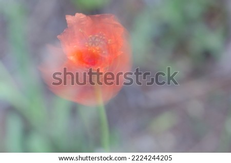 Flower of common poppy Papaver rhoeas moving by the wind. Picture blur to suggest movement. Reserve of Inagua. Gran Canaria. Canary Islands. Spain.