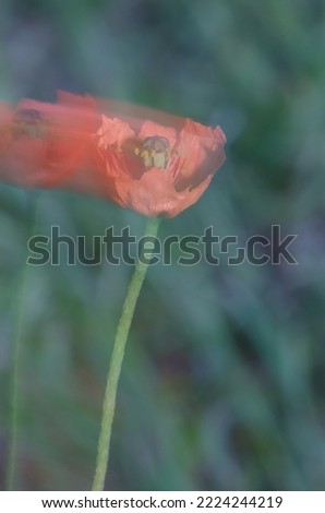 Flower of common poppy Papaver rhoeas moving by the wind. Picture blur to suggest movement. Reserve of Inagua. Gran Canaria. Canary Islands. Spain.