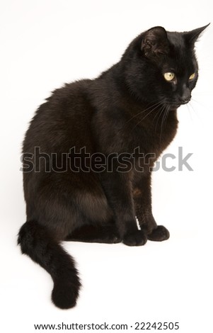 A black cat isolated on a white background.