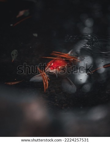 A vertical shot of a koi fish removing its head from the water - wallpaper