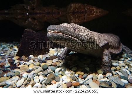 A closeup of a Japanese giant salamander on the stones under the water