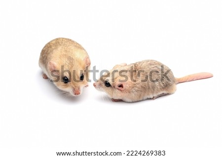 Couple Gerbil fat tail on isolated background, Cute Garbil fat tail closeup on white background