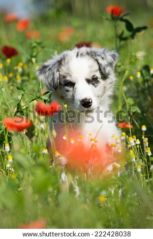 Cute Border Collie puppy posing in a red poppy 