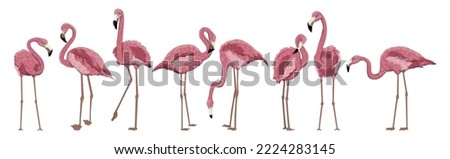 Set of red american flamingos in different poses. Phoenicopterus ruber or Caribbean flamingo. Wild birds of South America, Galapagos and Caribbean islands. Realistic animal. Royalty-Free Stock Photo #2224283145