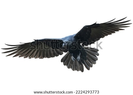 Birds flying ravens isolated on white background Corvus corax. Halloween - flying bird. silhouette of a large black bird cut on a white background for graphic design applications Royalty-Free Stock Photo #2224293773