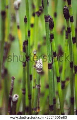 Several branches of the Equisetum plant in focus with the blurred background.