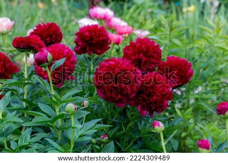 Paeonia Command Performance flowers in garden 