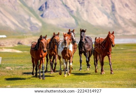A herd of horses gallop forward against the backdrop of mountains. A herd of horses graze in the meadow in summer and spring, the concept of cattle breeding, with space for text.