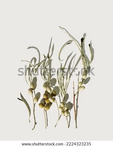 Autumn leaves and berries of Oleaster or wild olive tree. Nature still life card or poster, minimal aesthetic flatlay with branches and foliage, white gray background, shadows from sunlight, top view