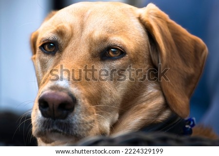 labrador dog friend portrait happy outdoor