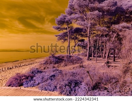 Infrared photography, view from Carbonifera beach towards the sea and the city of Piombino on the right the trees of the reserve called della Sterpaia
