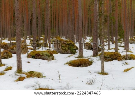 Pine forest with boulders at winter season