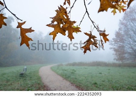 Branches with dry leaves of quercus rubra or northern red oak on a foggy morning, in a park. 
