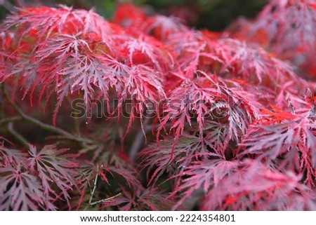 The autumn colours of the Japanese maple 'GarnetÕ tree.  Royalty-Free Stock Photo #2224354801