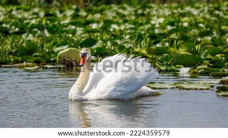 A white mute swan in the wilderness of the danube delta in romania	