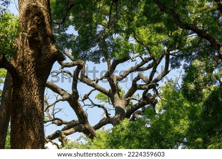 Tree in the Latea Forest in the Danube Delta	