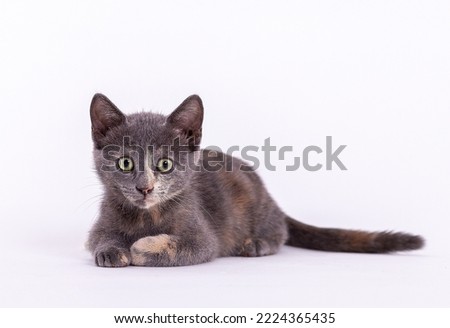 Funny tricolor kitten.
Little gray funny kitten.
The kitten is playing in the photo studio.
Cute gray kitten on a white background.