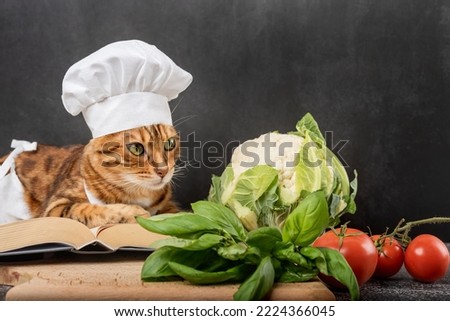 A young domestic cat in an apron reads a recipe book on a dark background.