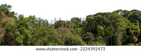 Green trees isolated on white background. Atlantic forest and rainforest. Row of trees and bushes. Itaipava, Rio de Janeiro, Brazil Royalty-Free Stock Photo #2224392473