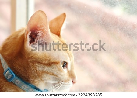 An orange cat is sitting comfortably by the window.