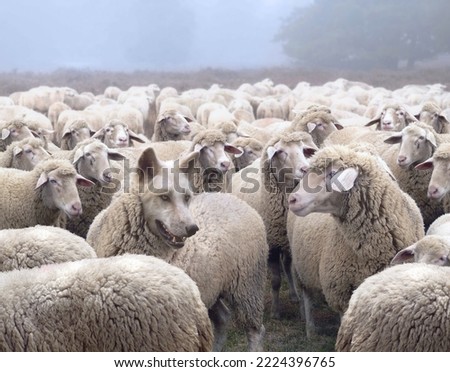 Wolf in disguise wearing a wool clothing mingles in a flock of sheep. Wolf pretending to be a sheep concept.