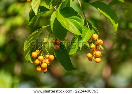 American bittersweet berries growing on the vine in summer Royalty-Free Stock Photo #2224400963
