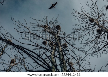 Cormorants nesting atop the trees, sky, flying bird