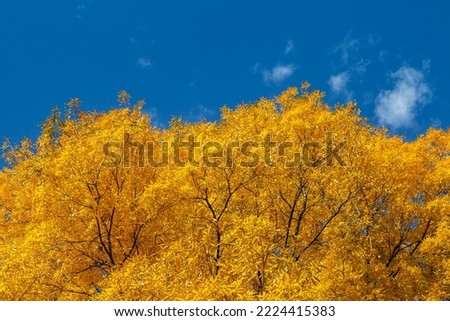 Vibrant yellow leaves of the bitternut hickory tree in Autumn Royalty-Free Stock Photo #2224415383