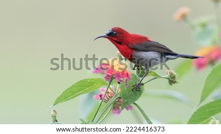 Beautiful of male Crimson Sunbird (Aethopyga siparaja) perching on a branch