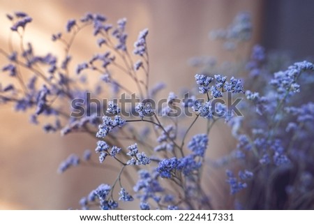 Abstract floral background. Blue flowers of a dry plant on a beige background. Natural light, home decor. Shallow depth of field, selective focus. Royalty-Free Stock Photo #2224417331