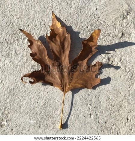 Top view of a dry leaf isolated on concrete background on a sunny day. Selective focus