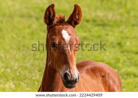 Beautiful portrait of a brown foal. Stud farm in the countryside