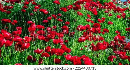 Papaver rhoeas is an annual herbaceous species of flowering plant in the poppy family Papaveraceae.