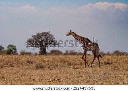 A female giraffe walking in the tanzanian savannah in the dry season. Royalty-Free Stock Photo #2224439635