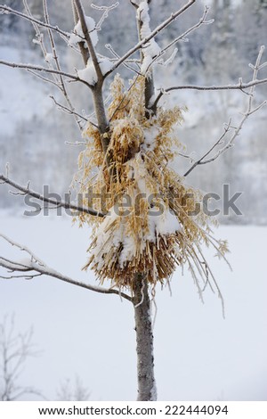Sheaf of oats left on a tree to feed the birds in winter. Putting out oat sheaves is a  Nordic tradition that helps birds to survive the winter.