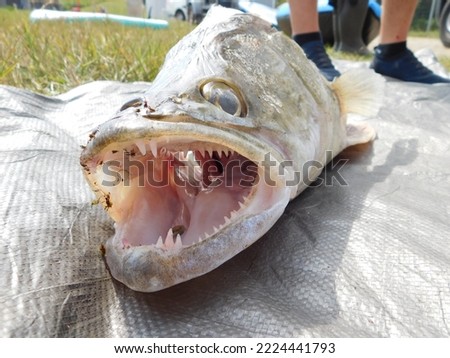 Sander lucioperca zander, sander or pikeperch, is a species of ray-finned fish from the family Percidae which includes the perches, ruffes and darters. It is found in freshwater and brackish habitats	 Royalty-Free Stock Photo #2224441793