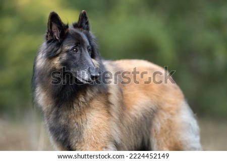 A tervuren shepherd standing in the woods and looking to the left