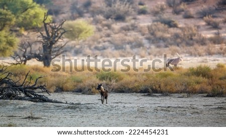 Brown hyena distant in scenery in Kgalagadi transfrontier park, South Africa; specie Parahyaena brunnea family of Hyaenidae