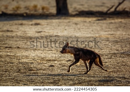 Brown hyena running in dry land in Kgalagadi transfrontier park, South Africa; specie Parahyaena brunnea family of Hyaenidae