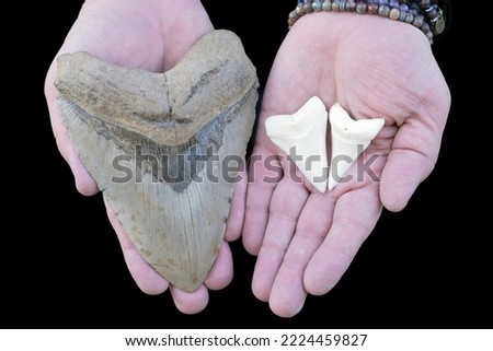  One large prehistoric megalodon tooth vs. two large modern-day great white shark teeth