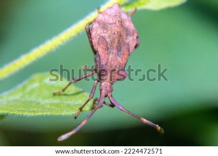 macro photo of a brown marmorated stink bug on a leaf with a green background