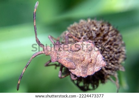 macro photo of a brown marmorated stink bug on a leaf with a green background