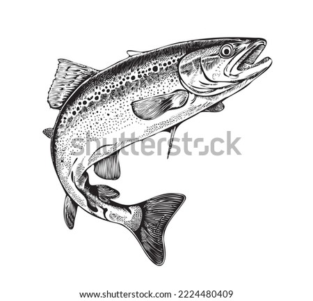 
Trout fish in hand drawn strokes.Vector illustration.
