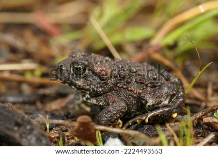 Detailed closeup on a juvenile Western toad , Anaxyrus boreas sitting on green moss