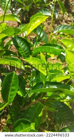 Camellia sinensis is a tea plant, a species of plant whose leaves and shoots are used to make tea. This plant belongs to the genus Camellia, a genus of flowering plants from the family Theaceae