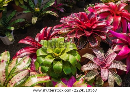 Row of Colorful Bromeliad plants are growing in greenhouse area at home, Diagonal and top view with copy space