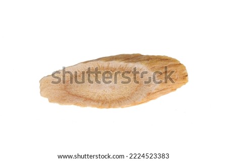 Chinese herbal medicine astragalus membranaceus on a white background, close-up pictures