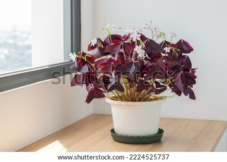 Oxalis triangularis planted in a white ceramic pot decoration in the living room. The concept of minimalism. Houseplant care concept.