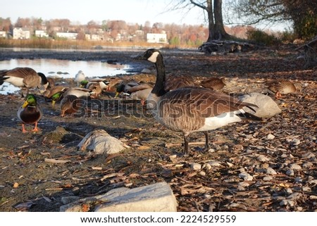 Canada goose Standing Watch by the River