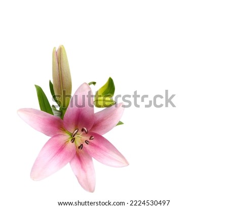 Lily flower isolated on white background  Royalty-Free Stock Photo #2224530497